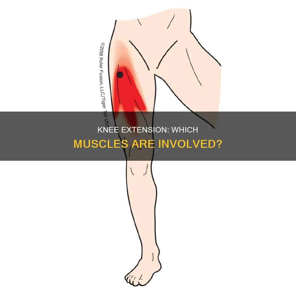 what muscles do knee extension