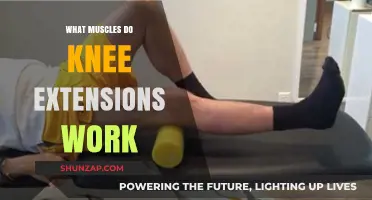 Knee Extensions: Targeted Muscles and Benefits for Stronger Legs