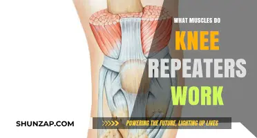 Knee Repeaters: Targeted Muscles and Benefits for Stronger Legs