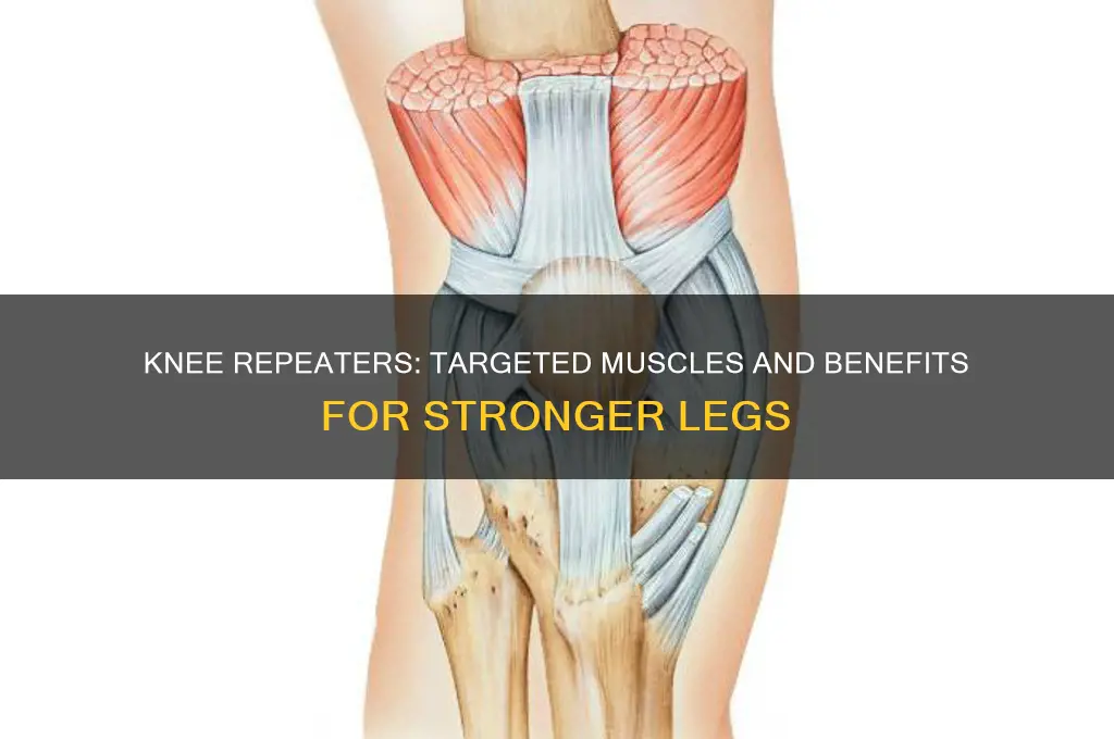 what muscles do knee repeaters work
