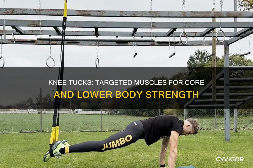what muscles do knee tucks work