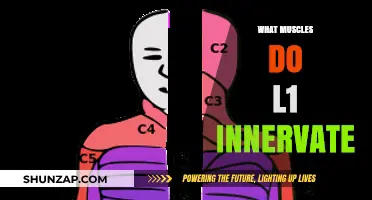 L1 Innervated Muscles: Understanding the Lower Back's Power