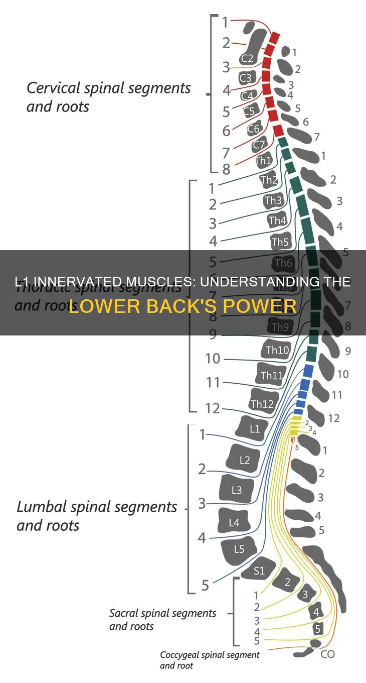 what muscles do l1 innervate