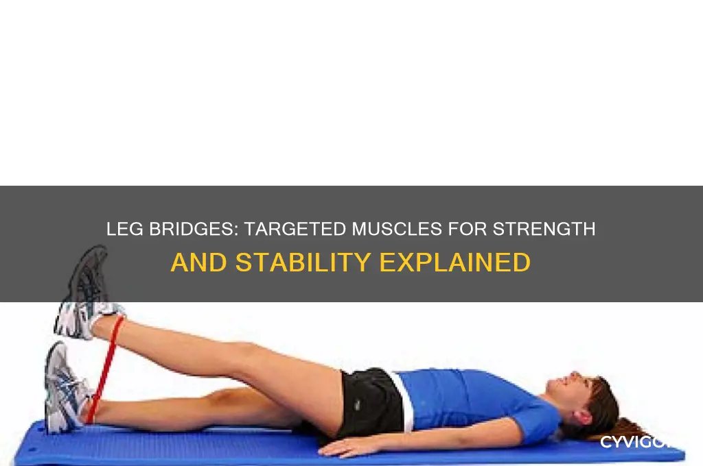 what muscles do leg bridges work