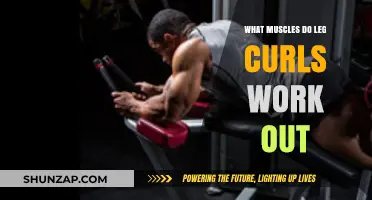 Leg Curls: Targeted Muscles and Benefits for Stronger Hamstrings
