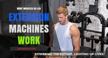 Leg Extension Machines: Targeted Muscles and Effective Workout Benefits