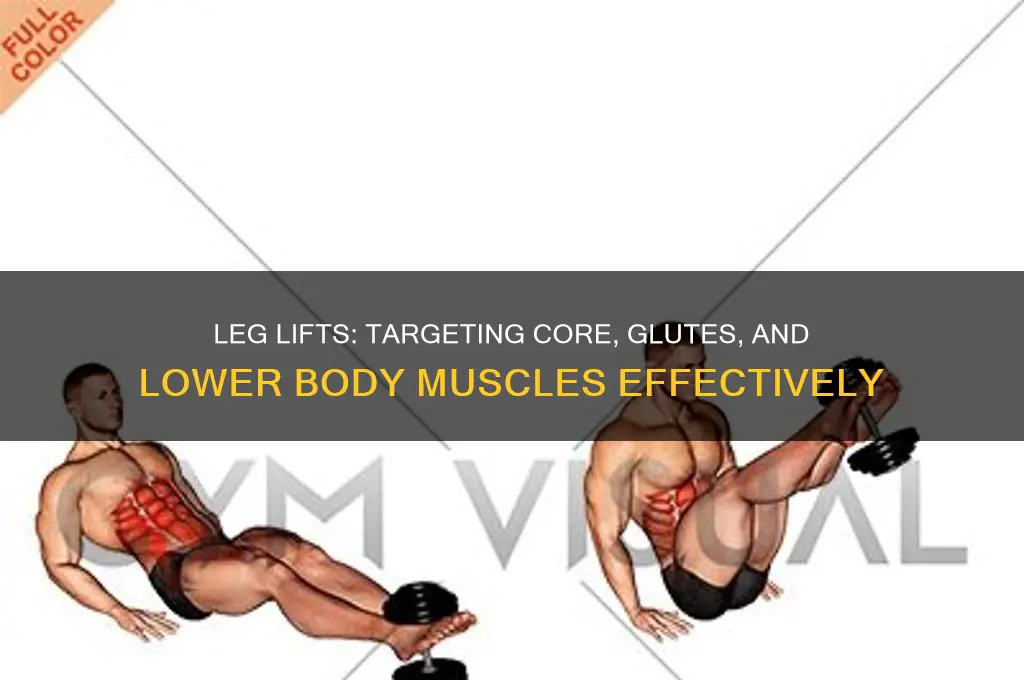 what muscles do leg lifts work out