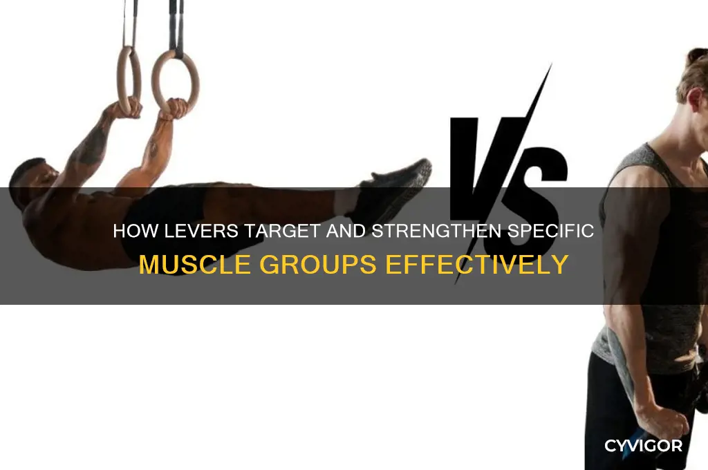 what muscles do levers work