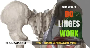 Lunges Unveiled: Target Muscles and Full-Body Benefits Explained