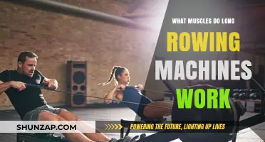 Rowing Machines: Target Muscles for Full-Body Strength and Endurance