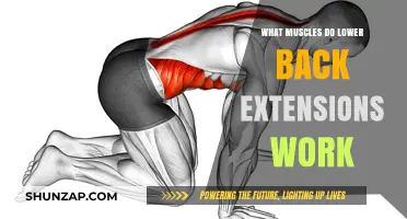 Lower Back Extensions: Target Muscles and Strengthening Benefits Explained