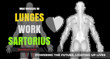 Lunges and the Sartorius: Targeted Muscles for Lower Body Strength