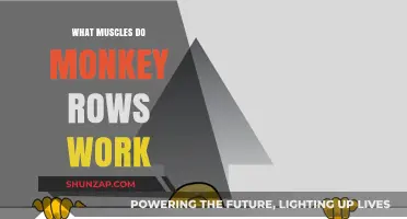 Monkey Rows: Targeted Muscles and Benefits for Strength Training