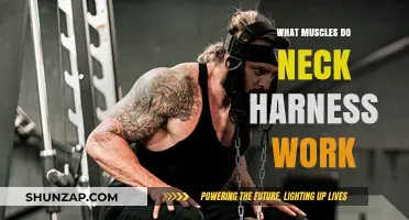 Neck Harness Workout: Targeted Muscles and Strengthening Benefits Explained