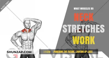 Neck Stretches: Targeted Muscles for Relief and Flexibility Explained