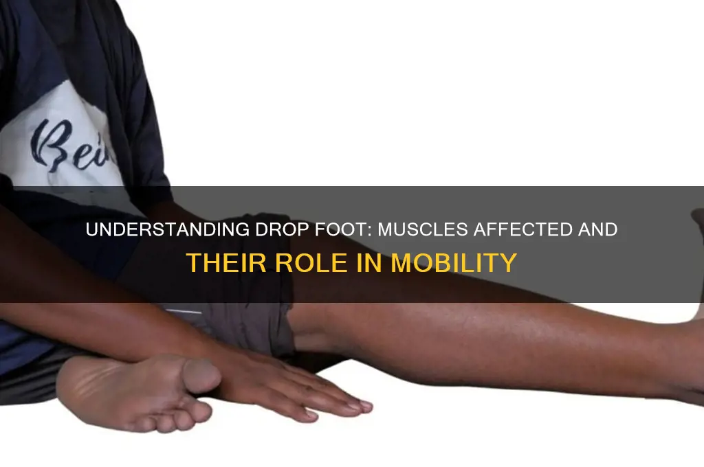 what muscles do not work when you have drop foot