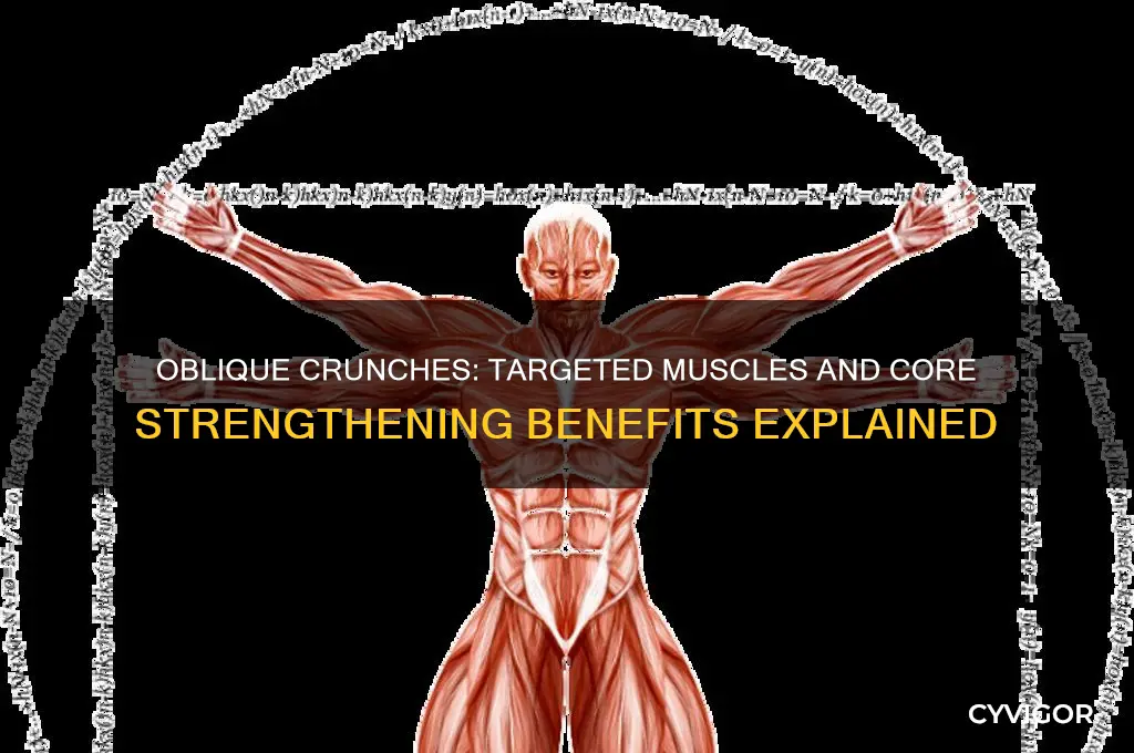 what muscles do oblique crunches work