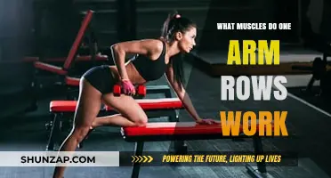 One Arm Rows: Targeted Muscles and Benefits for Strength Training
