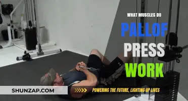 Pallof Press Muscles: Core, Shoulders, and Stability Benefits Explained
