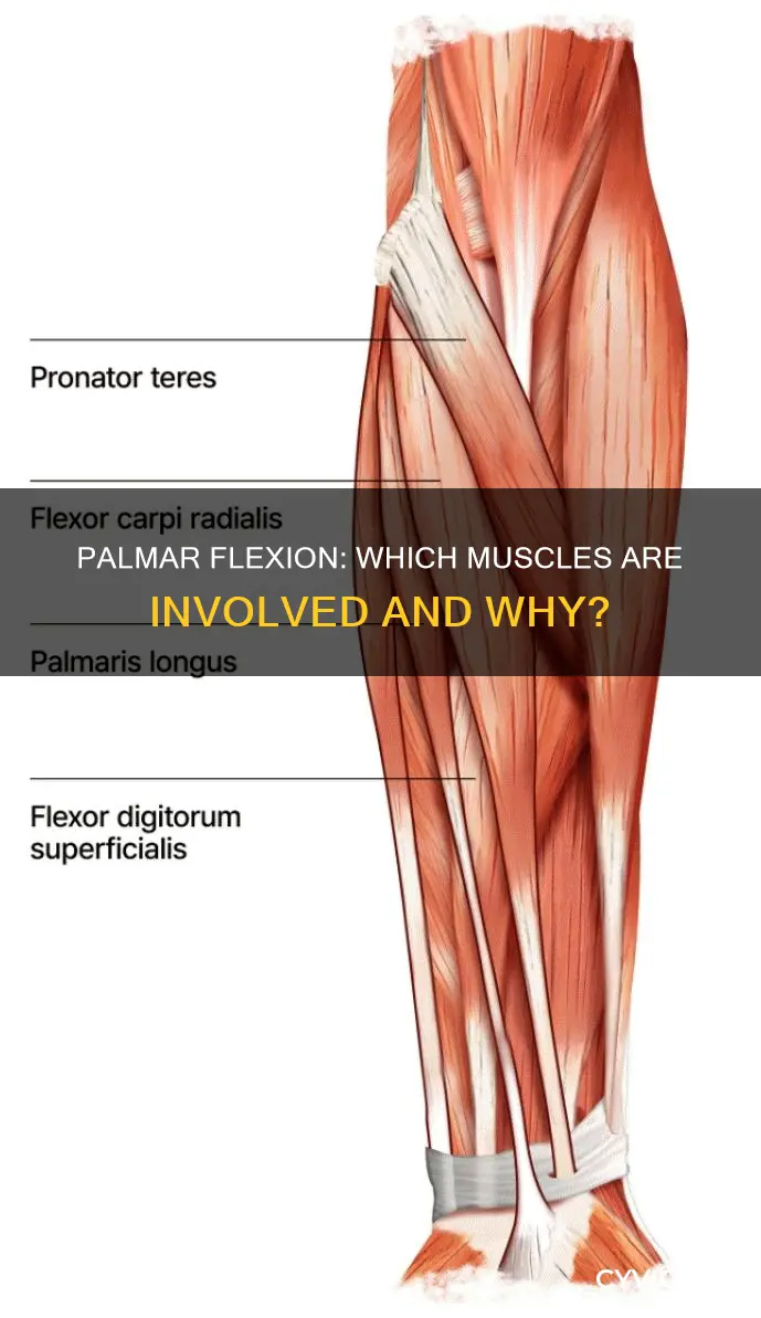 what muscles do palmar flexion