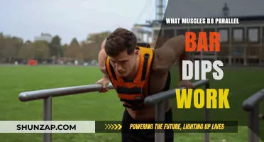 Parallel Bar Dips: Targeted Muscles and Benefits for Upper Body Strength