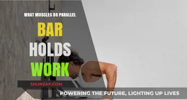 Parallel Bar Holds: Targeted Muscles and Strength Benefits Explained