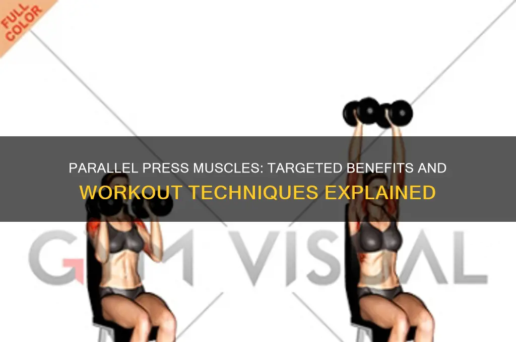what muscles do parallel press work