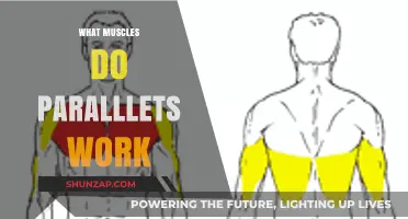 Parallels Workout: Targeted Muscles and Benefits Explained