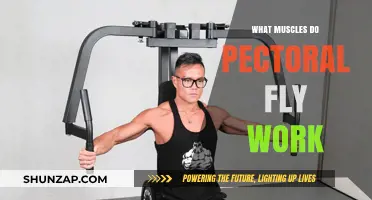 Pectoral Fly Muscles: Targeted Chest and Shoulder Workout Explained