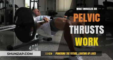 Pelvic Thrusts: Targeted Muscles for Core and Lower Body Strength