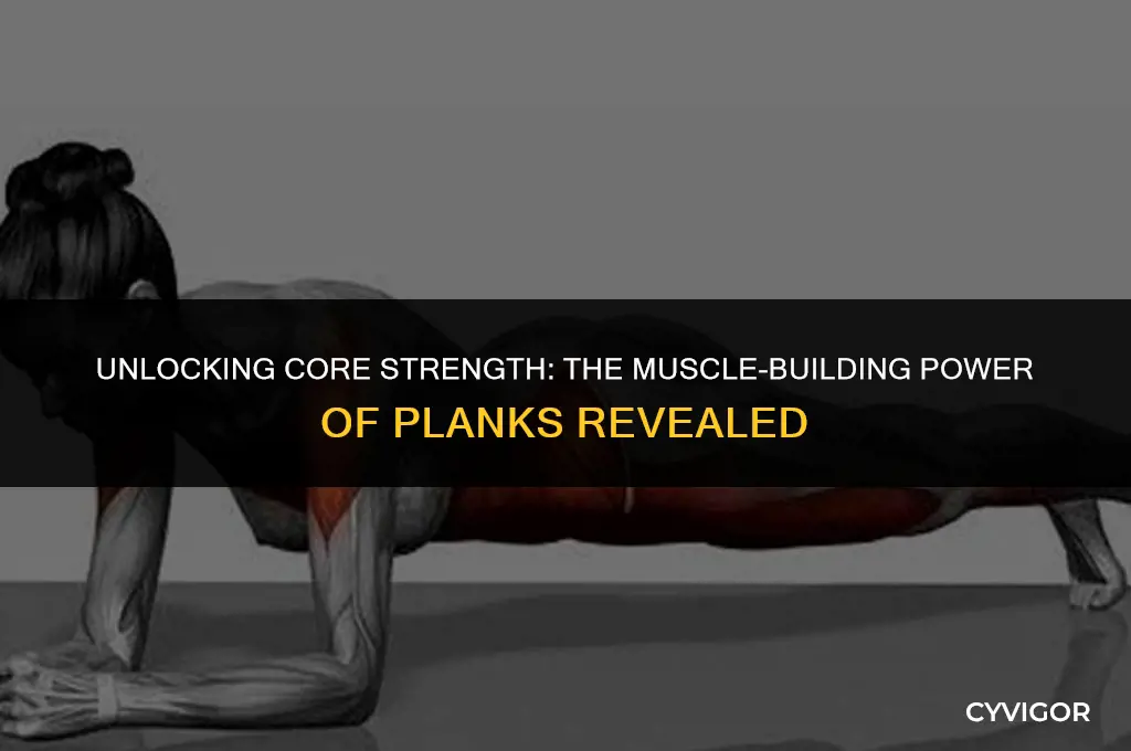 what muscles do planks build