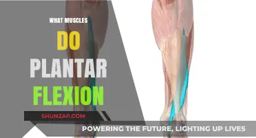 Plantar Flexion: Which Muscles Are Involved and Why?