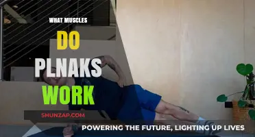 Plank Power: Unveiling the Muscles Engaged in This Core Exercise