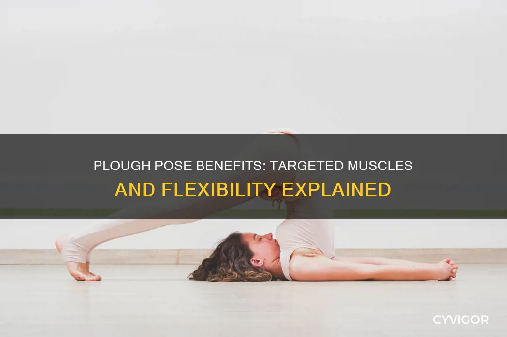 what muscles do plougher work on