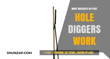 Muscles Engaged by Post Hole Diggers: A Comprehensive Workout Breakdown