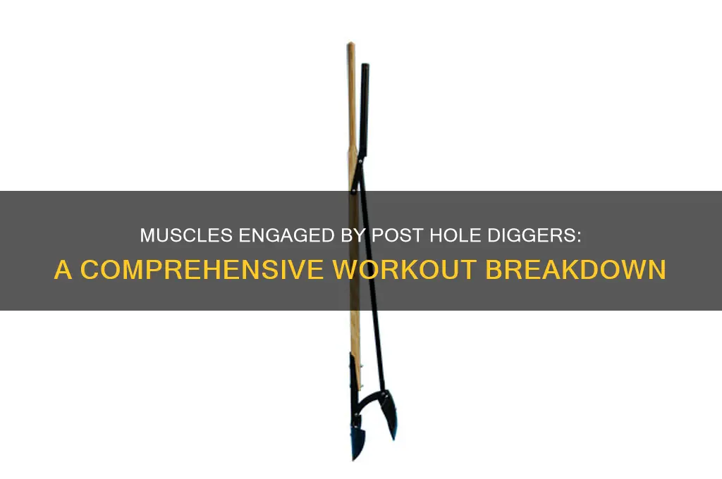 what muscles do post hole diggers work
