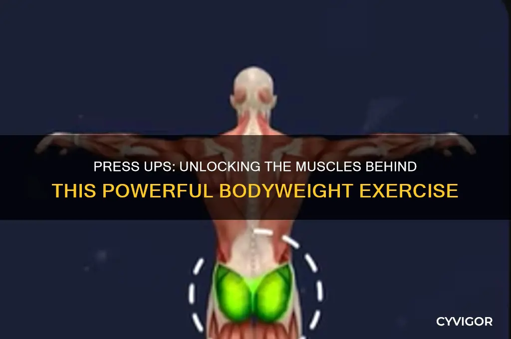 what muscles do press up work