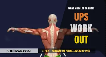 Press Ups: Targeted Muscles and Full-Body Strength Benefits Explained