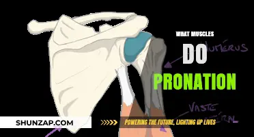 Pronation and its Effect on Muscles