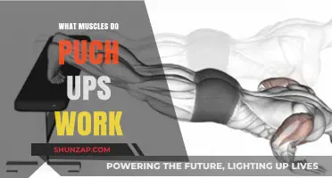 Push-Ups: Target Muscles and Full-Body Strength Benefits Explained