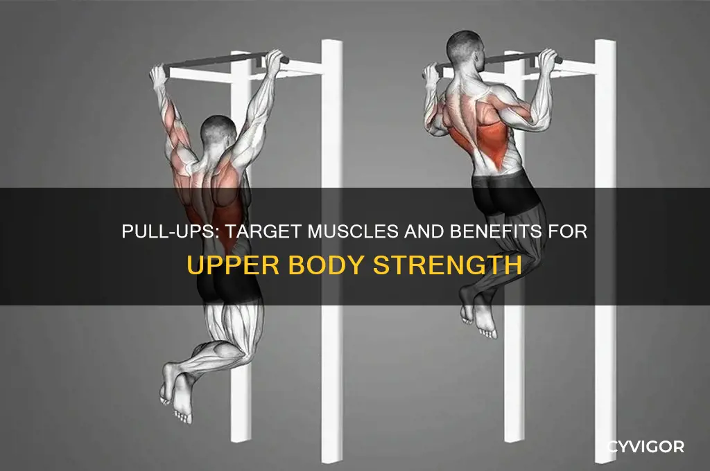 what muscles do pull ups wok