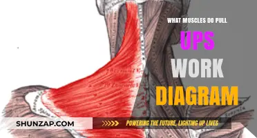 Pull-Up Muscles Explained: Visual Guide to Targeted Strength Training