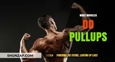 Pull-ups: Which Muscles Are Getting Worked Out?