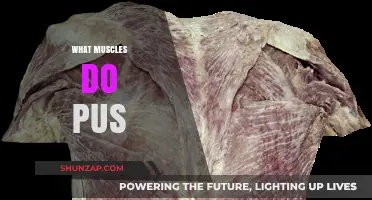Push-ups: Which Muscles Do They Work Out?