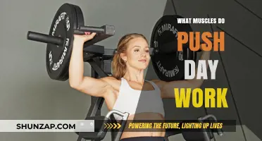 Push Day Muscles: Chest, Shoulders, Triceps, and Core Activation Explained
