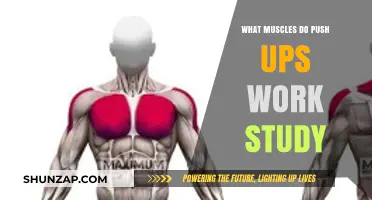 Push-Ups Unveiled: A Comprehensive Study of Targeted Muscles