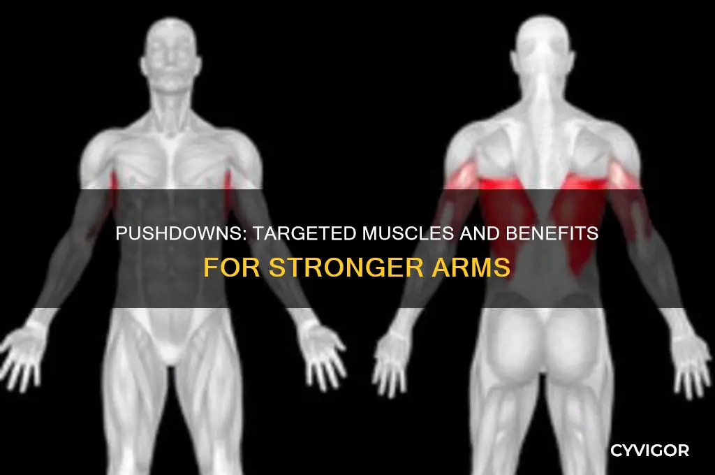 what muscles do pushdowns work