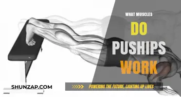 Push-Ups: Targeted Muscles and Full-Body Benefits Explained