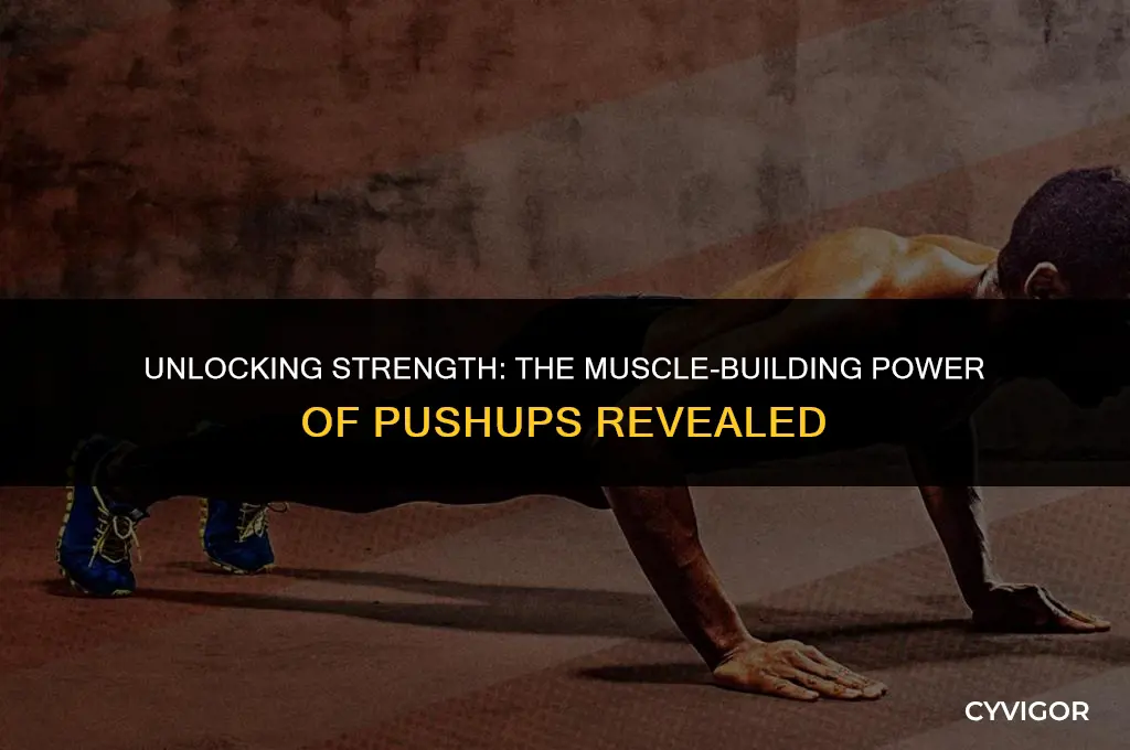 what muscles do pushups build
