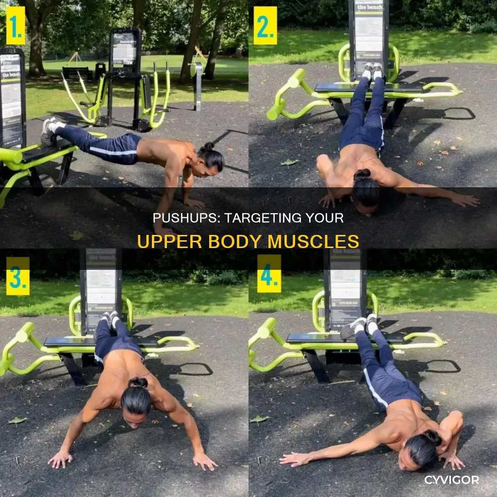 what muscles do pushups target